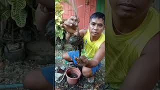 How to plant marcot guava paano magtanim ng marcot ng bayabas food airlayering farmer farming [upl. by Noryk]