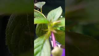 Achimenes Home garden plant best home garden plant homegarden [upl. by Warton]