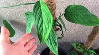 NODE CUTTING OF MONSTERA LECHLERIANA  MONSTERA PROPAGATION [upl. by Westberg628]