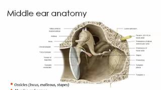 Imaging of Petrous bone anatomy Sep 2013 Dr Mamdouh Mahfouz In Arabic [upl. by Mensch498]