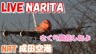 🔴LIVE at NARITA International Airport Plane Spotting 20240402 成田空港ライブカメラ 成田空港 NRTRJAA [upl. by Longan582]