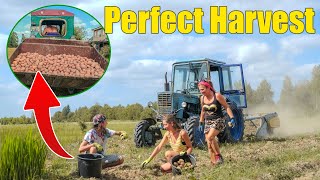 EASIEST Way Grown Potatos HARVEST [upl. by Eisinger]