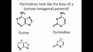 How to Remember DNA and RNA Nucleotides and their Structure [upl. by Roque]