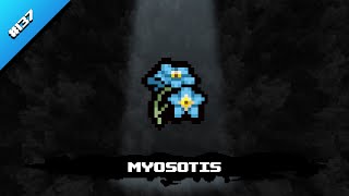 Myosotis  The Binding of Isaac Repentance Trinket Showcase [upl. by Eelarak]