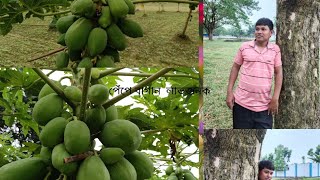 পেঁপে বাগান লাভজনক  Papaya Farming is ProfitableYouTube viral video Gram Banglar rahasya [upl. by Ranice]