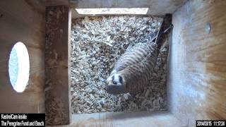 Early March 2014 kestrel nest inside camera clips [upl. by Atir473]