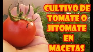 CULTIVO DE TOMATE O JITOMATE EN MACETAS  quotPROCESO COMPLETISIMOquot [upl. by Lombardy]