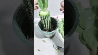 Useful tips for your cactus 🌵 [upl. by Ahsropal419]