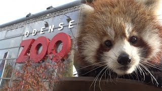 TÆT PÅ RØDE PANDAER I ODENSE ZOO [upl. by Krenek]