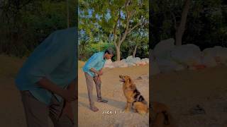 My ♥️reels viral trending love task dog doglover thoothukudi jackeylove entertainment l [upl. by Ramin601]