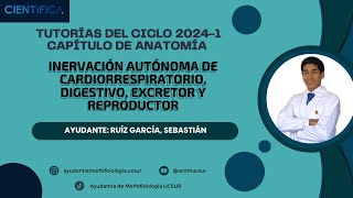 Sistema simpático y sistema parasimpático  TUTORÍA DE MORFOFISIOLOGÍA ANATOMÍA 100724 [upl. by Kohcztiy505]