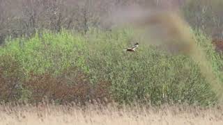 Bruine kiekendief in het Lauwersmeer [upl. by Benyamin11]