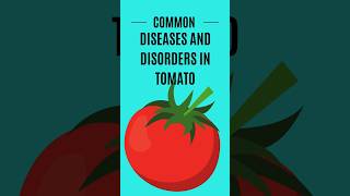 Common diseases and disorders in Tomato cultivation [upl. by Dusza]