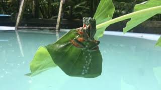 Sylvias tree frogs mating and laying eggs  Cruziohyla sylviae [upl. by Leede609]