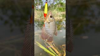 Mancing di galian proyek batu banyak gurame dan chana cantik 🤤 gurame [upl. by Paryavi541]