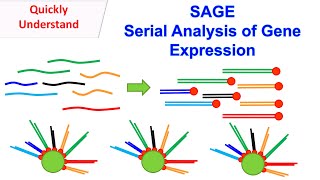 SAGE  Serial Analysis of Gene Expression [upl. by Yanarp841]