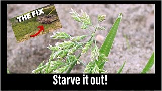 Starve The POA Annua out lawncare [upl. by Yznel]