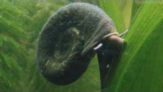 HD My EPIC snail  Great ramshorn  Posthornschnecke 11 [upl. by Jocelin]