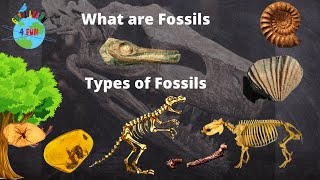 What is a Fossil  Types of Fossils  How are Fossils formed  Educational video for Kids [upl. by Whitver594]