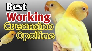 How to produce Creamino Opaline Lovebird  Best pairing to produce Creamino Opaline love4birds [upl. by Derriey]