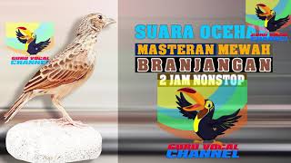 Suara Jernih nyanyian burung Branjangan Javanika masteran dan pancingan emosi burung branjangan [upl. by Tirrell]