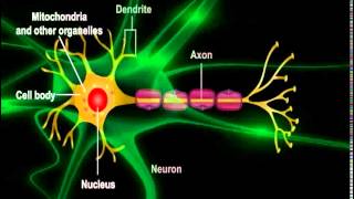 What are neurons and how do they work [upl. by Oicatsana]