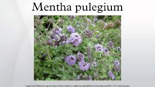 Mentha pulegium [upl. by Adnohs]