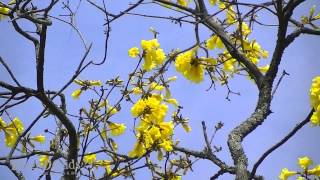 Tabebuia chrysotricha  Ipê amarelo Bignoniaceae Florianópolis [upl. by Fatimah380]