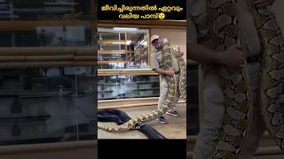 ടൈറ്റാനോബോവഭൂമിയിൽ🌎ജീവിച്ചിരുന്ന🐍ഏറ്റവും വലിയ പാമ്പ്😯malayalamfactsshorts [upl. by Leahcim]