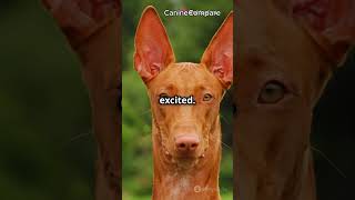 Basenji vs Pharaoh Hound Ancient Breed Showdown [upl. by Ludba]