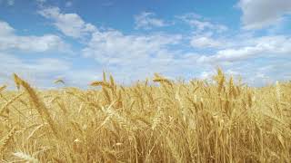 videoblocks the field wheat against the blue sky spikelets of wheat with grain shakes wind grain har [upl. by Vivien]