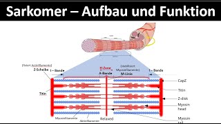 Sarkomer  Aufbau und Funktion  Aktinfilament  Myosinfilament Biologie  Sport Oberstufe 26 [upl. by Akiehsat844]