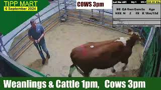 TIPPERARY TOWN MART 6 Sep 2024 Calves Cattle amp cows [upl. by Nancey]