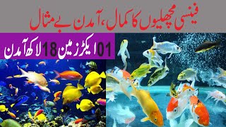 Ornamental Fish Farming in Pakistan  Fancy Fish Farming in Pakistan  Small Business Ideas Pakistan [upl. by Emirac739]