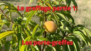 Le greffage partie 1 les porte greffes [upl. by Susie]