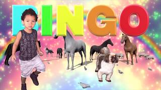 BINGO DOG SONG WITH MAV  KIDS MUSIC amp NURSERY RHYMES [upl. by Coulter]