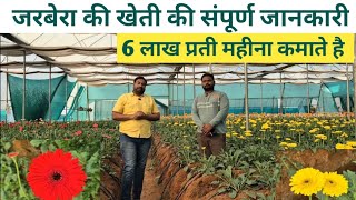 Gerbera Farming Monthly 6 Lakh Income  जरबेरा खेती  6 लाख महिना [upl. by Hsejar]