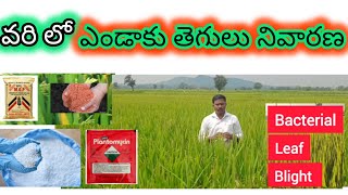 Bacterial leaf blight  వరి లో ఎండాకు తెగులు నివారణ  BLB  Rythu Sedyam  paddy viralvideo [upl. by Nnyled351]