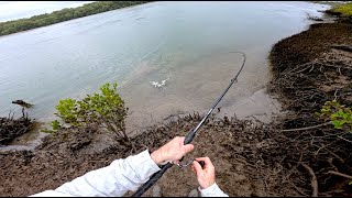 Fishing an Australian Estuary for Food BRISBANE LAND BASED SESSION [upl. by Hopper136]