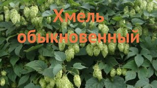 Хмель обыкновенный humulus lupulus 🌿 обыкновенный хмель обзор как сажать саженцы хмеля [upl. by Ferna]