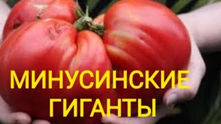 Томаты МИНУСИНСКИЕ👍👍👍😍13 сортов томатов [upl. by Eikcin]