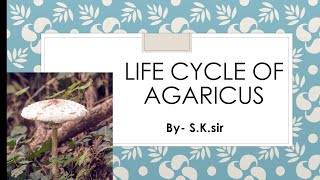 Life Cycle of Agaricus  Mushroom [upl. by Flin786]