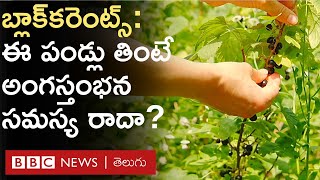 Blackcurrant Benefits  ఈ పండ్లలో ఏముంటుంది ఇవి తింటే ఎలాంటి ఆరోగ్య ప్రయోజనాలు ఉంటాయి  BBC Telugu [upl. by Donnell]