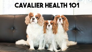 CAVALIER HEALTH 101 with Fera Pet Organics  Cav Mom Talks [upl. by Adnert]