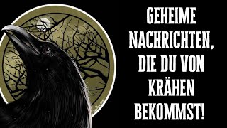 Geheime Nachrichten die du von Krähen bekommst Ignoriere sie nicht [upl. by Elokcin]