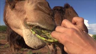 Camel eats cactus in seconds جمل [upl. by Elum]