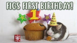 🎈🐁 FIGS 1ST BIRTHDAY 🐁🎈 [upl. by Lorien456]