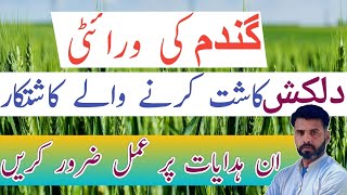 Tips for better yield of Dilkash Wheat variety  Farming Expert 786wheatvarieties [upl. by Eihctir]