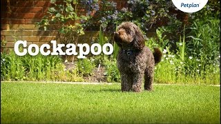 Cockapoo Puppies and Dogs Temperament Lifespan amp more  Petplan [upl. by Aig]