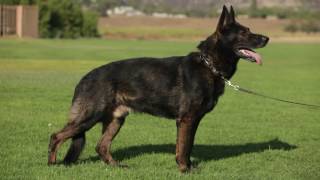 ALL ABOUT THE WORKING GERMAN SHEPHERD DOG [upl. by Catlaina]